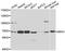 Ribophorin I antibody, PA5-77003, Invitrogen Antibodies, Western Blot image 