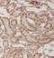 Kaptin, Actin Binding Protein antibody, FNab04639, FineTest, Immunohistochemistry frozen image 