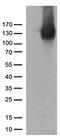 CD31 antibody, TA504804, Origene, Western Blot image 