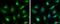 Casein Kinase 1 Alpha 1 antibody, PA5-77927, Invitrogen Antibodies, Immunofluorescence image 