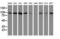 Cullin 4B antibody, M02253-1, Boster Biological Technology, Western Blot image 