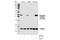 AKT1 Substrate 1 antibody, 2997T, Cell Signaling Technology, Western Blot image 