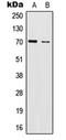 Interleukin 17 Receptor C antibody, orb215328, Biorbyt, Western Blot image 