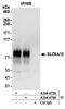 Solute Carrier Family 6 Member 15 antibody, A304-476A, Bethyl Labs, Immunoprecipitation image 