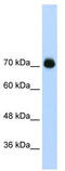 GTF2I Repeat Domain Containing 1 antibody, TA345204, Origene, Western Blot image 