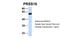 Serine Protease 16 antibody, NBP1-91559, Novus Biologicals, Western Blot image 