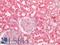 BCL10 Immune Signaling Adaptor antibody, LS-B12522, Lifespan Biosciences, Immunohistochemistry paraffin image 