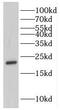 Gastrokine-1 antibody, FNab03357, FineTest, Western Blot image 