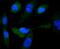 Glycogen Synthase 1 antibody, NBP2-67693, Novus Biologicals, Immunofluorescence image 