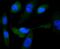 GYS antibody, NBP2-67693, Novus Biologicals, Immunofluorescence image 