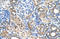 Solute Carrier Family 7 Member 14 antibody, orb325119, Biorbyt, Immunohistochemistry paraffin image 