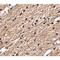 Sprouty Related EVH1 Domain Containing 3 antibody, LS-C82865, Lifespan Biosciences, Immunohistochemistry frozen image 