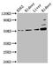 Glutathione Synthetase antibody, LS-C670241, Lifespan Biosciences, Western Blot image 