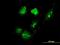 TSC22 Domain Family Member 4 antibody, H00081628-M06, Novus Biologicals, Immunofluorescence image 