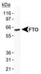 Alpha-ketoglutarate-dependent dioxygenase FTO antibody, TA336541, Origene, Western Blot image 