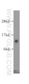 General Transcription Factor IIA Subunit 2 antibody, 10540-1-AP, Proteintech Group, Western Blot image 