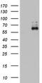 Zinc Finger Protein 34 antibody, LS-C338787, Lifespan Biosciences, Western Blot image 