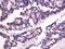 Gamma-Aminobutyric Acid Type A Receptor Epsilon Subunit antibody, orb157001, Biorbyt, Immunohistochemistry paraffin image 
