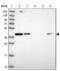 RNA Binding Motif Protein 4B antibody, NBP2-33503, Novus Biologicals, Western Blot image 
