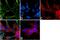 Synuclein Alpha antibody, AHB0261, Invitrogen Antibodies, Immunofluorescence image 