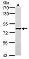 Solute Carrier Family 4 Member 1 Adaptor Protein antibody, PA5-31057, Invitrogen Antibodies, Western Blot image 