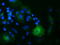 Oxysterol Binding Protein Like 11 antibody, TA501939, Origene, Immunofluorescence image 