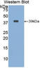 BGP antibody, LS-C295731, Lifespan Biosciences, Western Blot image 