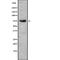 THO Complex 1 antibody, abx218969, Abbexa, Western Blot image 