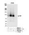 RTF1 Homolog, Paf1/RNA Polymerase II Complex Component antibody, NB600-278, Novus Biologicals, Western Blot image 