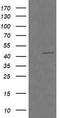 Ras Association Domain Family Member 8 antibody, LS-C797689, Lifespan Biosciences, Western Blot image 