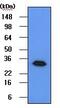 Geminin DNA Replication Inhibitor antibody, GTX53720, GeneTex, Western Blot image 