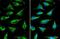 ADP/ATP translocase 3 antibody, NBP2-20393, Novus Biologicals, Immunofluorescence image 
