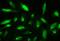 CFL1 antibody, LS-C313428, Lifespan Biosciences, Immunofluorescence image 