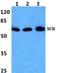 SHC Adaptor Protein 2 antibody, PA5-37052, Invitrogen Antibodies, Western Blot image 