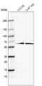 Glycerophosphodiester Phosphodiesterase Domain Containing 5 antibody, PA5-64207, Invitrogen Antibodies, Western Blot image 