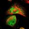 Spermidine Synthase antibody, PA5-53377, Invitrogen Antibodies, Immunofluorescence image 