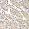 DNA Fragmentation Factor Subunit Alpha antibody, LS-C747531, Lifespan Biosciences, Immunohistochemistry frozen image 