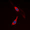 Colony Stimulating Factor 1 Receptor antibody, LS-C358956, Lifespan Biosciences, Immunofluorescence image 
