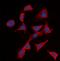 Interleukin 2 Receptor Subunit Beta antibody, orb393331, Biorbyt, Immunocytochemistry image 