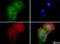 PYD And CARD Domain Containing antibody, NBP1-78977, Novus Biologicals, Immunocytochemistry image 