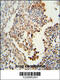 Cell adhesion molecule 1 antibody, 55-355, ProSci, Immunohistochemistry paraffin image 