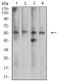 Cell Division Cycle 37 antibody, NBP2-61731, Novus Biologicals, Western Blot image 