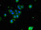 Plasma protease C1 inhibitor antibody, CSB-PA021086LA01HU, Cusabio, Immunofluorescence image 