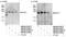 B-TFIID TATA-Box Binding Protein Associated Factor 1 antibody, NB100-57502, Novus Biologicals, Immunoprecipitation image 