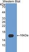 Fatty Acid Binding Protein 5 antibody, LS-C293829, Lifespan Biosciences, Western Blot image 