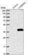 E3 ubiquitin-protein ligase MARCH8 antibody, HPA014597, Atlas Antibodies, Western Blot image 