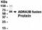 Adrenoceptor Alpha 2B antibody, XW-7710, ProSci, Western Blot image 