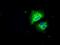 Solute Carrier Family 7 Member 8 antibody, GTX83618, GeneTex, Immunofluorescence image 