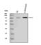 Dual Specificity Tyrosine Phosphorylation Regulated Kinase 1A antibody, A00878-1, Boster Biological Technology, Western Blot image 