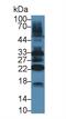 Tafazzin antibody, MBS2004848, MyBioSource, Western Blot image 